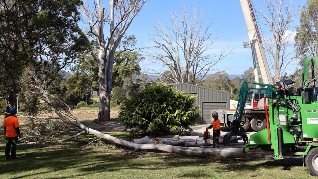 nexgen tree services