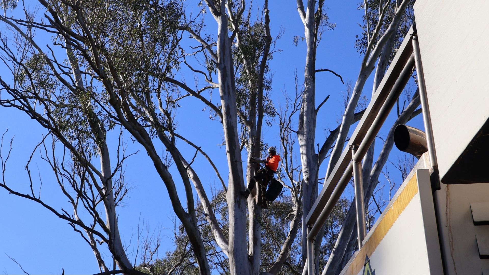 NexGen Tree Services