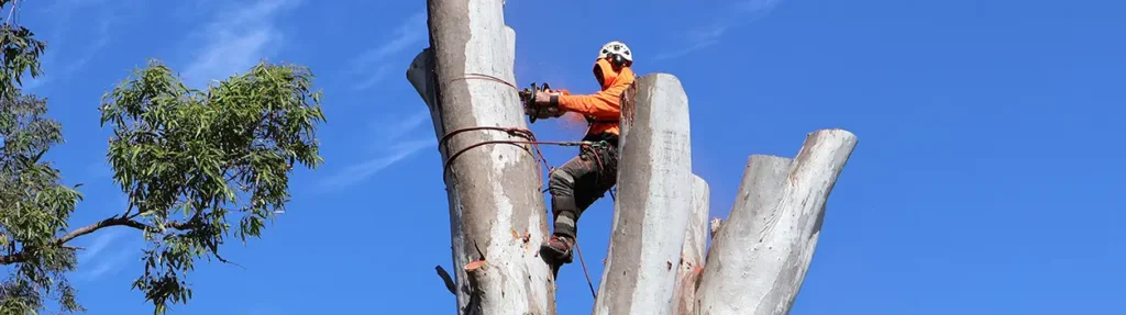 Emergency Tree Services Gold Coast | NexGen Tree Services