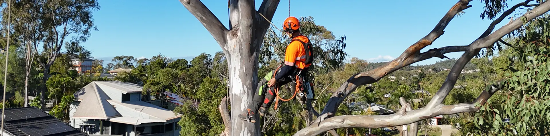 Arborist inspecting a tree