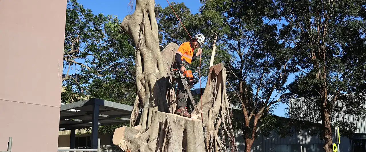 Arborist climbing and pruning a fig