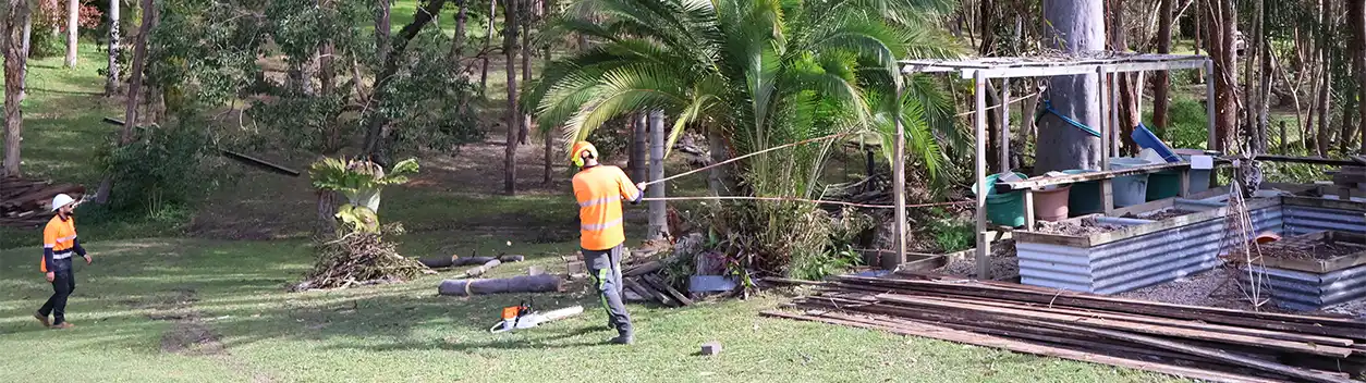 Arborist lowering a palm on a rope